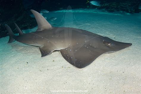 White spotted shovelnose ray images and information. Picture profile of the sharkray