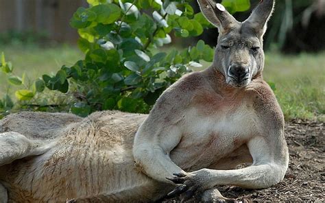 3840x2160px, 4K Free download | Kangaroos. Animal . Wild Animal. Facts. Videos. Animals ...