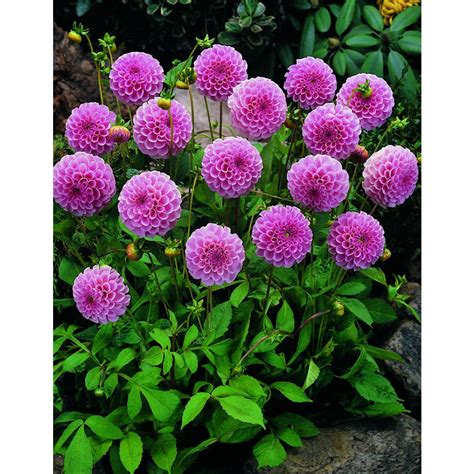 Pin on Pompon Dahlias: 2" or less