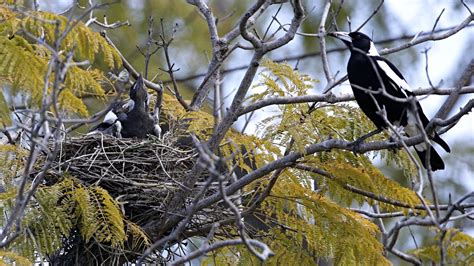 Magpie attacks in Brisbane 2019: Swooping map | The Courier Mail