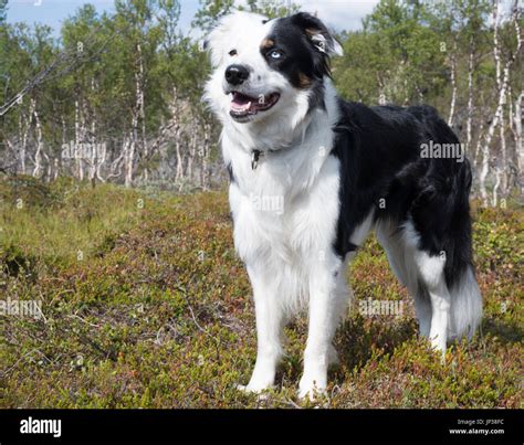 Border Collie Black And White Mix