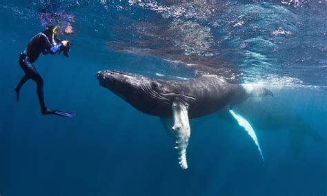 Humpback Whale Calf & Photographer | The season premier of '… | Flickr