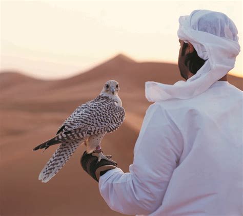 Get up close and personal with a Falcon the national bird of the United ...