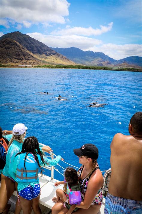 Dolphin Watching Tour on Oahu | Hawaii Dolphin Viewing