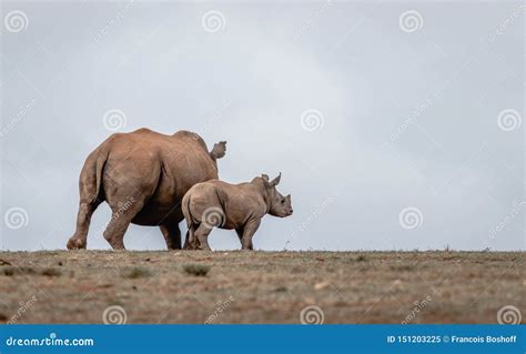 Rino stock image. Image of wild, baby, rino - 151203225