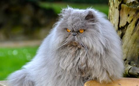 Grey Persian cat near brown wood during dfaytime HD wallpaper | Wallpaper Flare