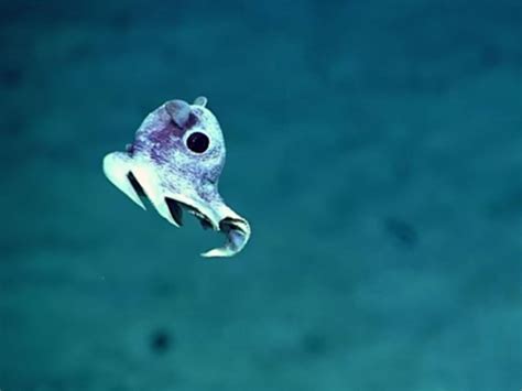 Incredible images of undiscovered deep sea creatures released after Puerto Rico ocean floor ...