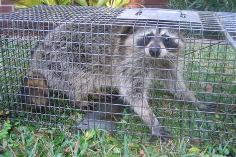 Raccoon Trapping - How to Catch a Raccoon in a Trap