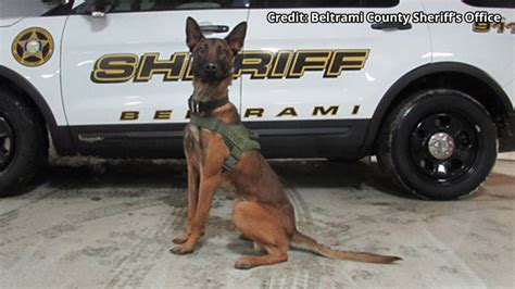 Beltrami County Sheriff's Office Getting Donation for K9 Body Armor ...