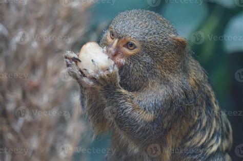 Pygmy Marmoset Monkey Eating 23128834 Stock Photo at Vecteezy