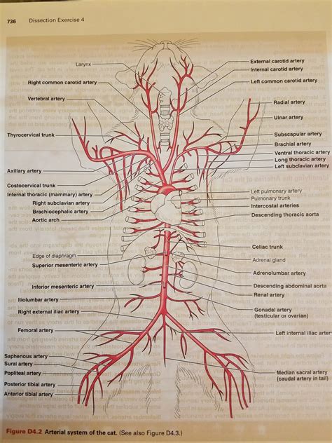 Arteries of the Cat Diagram | Quizlet