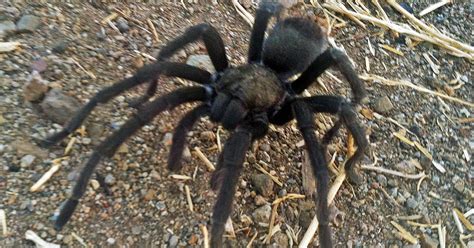 Hikers beware: Tarantulas are looking for love in California