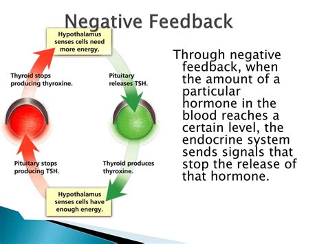 Which are examples of negative feedback regulation - guysjoker