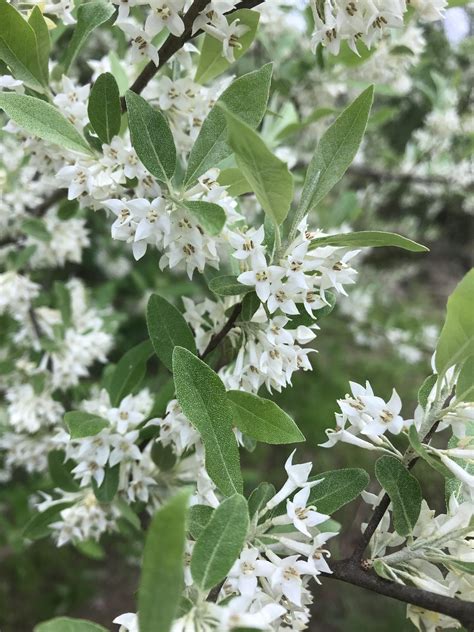 Margrethe Karlsen: White Flowering Bush Identification Uk / 26 Gorgeous Pink Flowering Shrubs ...