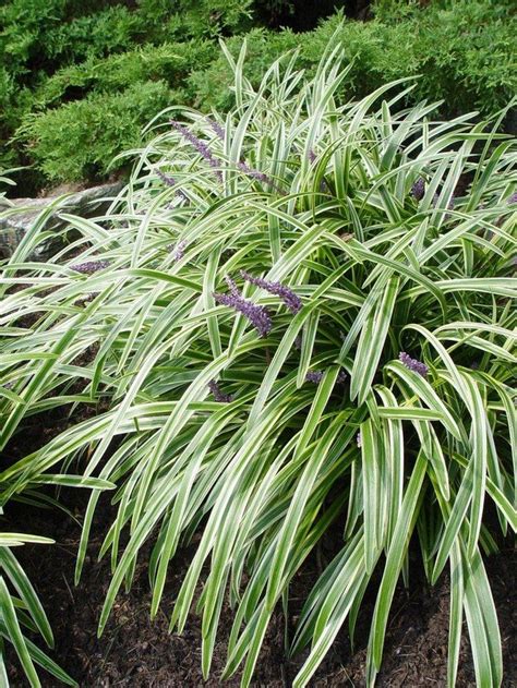 Three good, low, groundcover plants for around a weeping Alaska cedar (or other specimen ...