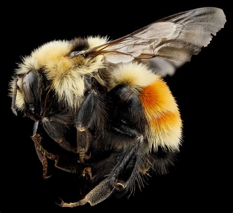 Bombus huntii - Hunt's Bumble Bee (Idaho Invertebrates - Species of ...