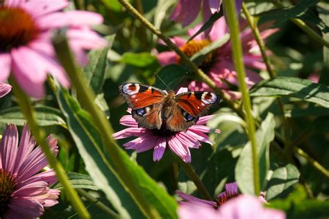 Butterfly, wings spread wide | Butterfly on aster flower, wi… | Flickr
