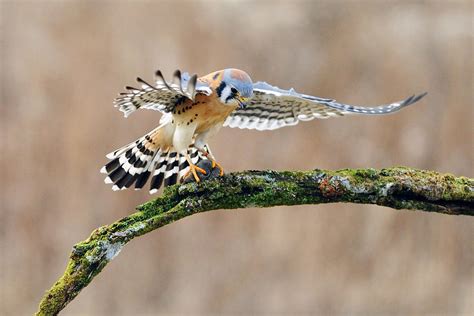 Kestrel Falcon Hunting on the Wing Photograph by Scott Linstead - Fine ...