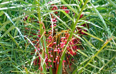 Date Palm Tree Care | EDEN'S GARDEN