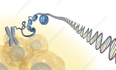 DNA packaging, artwork - Stock Image - C010/3896 - Science Photo Library