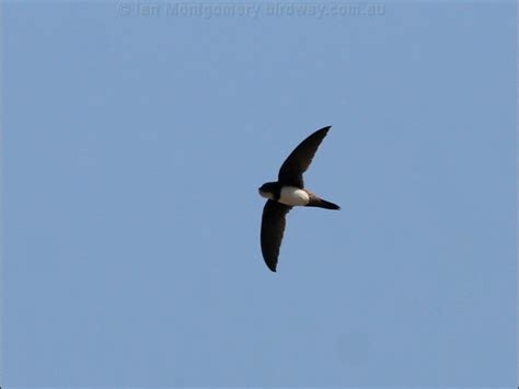 Alpine Swift photo image 3 of 7 by Ian Montgomery at birdway.com.au