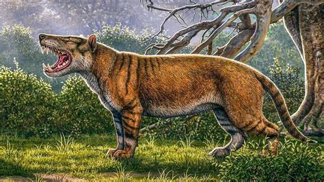 'Ancient lion': Meet the largest carnivore we've ever discovered ...