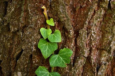 Will Ivy Harm My Trees? Should I Remove Ivy? | Organic Plant Care LLC ...