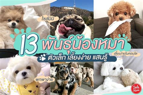 หมา พันธุ์: การเลือกสรรและดูแลให้บ้านคุณมีเพื่อนแฟร์นี้ - Noithatsieure.com.vn