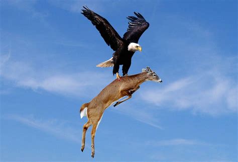 an eagle and deer are flying in the sky