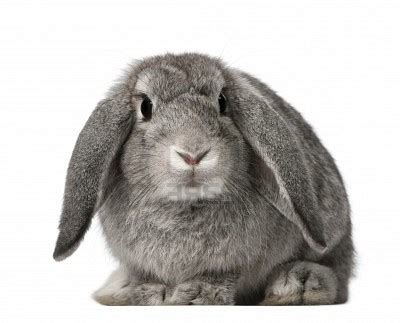 French Lop Rabbits | USA Rabbit Breeders