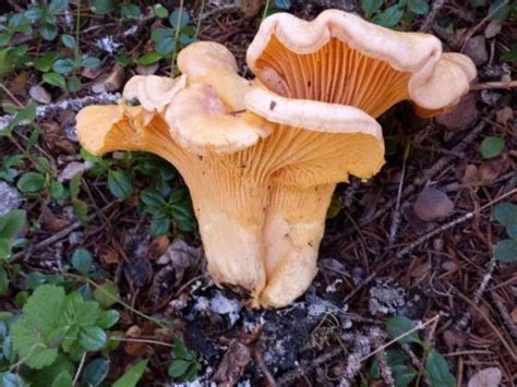 Mushroom expert to share magic of edible fungi | GreenSource DFW