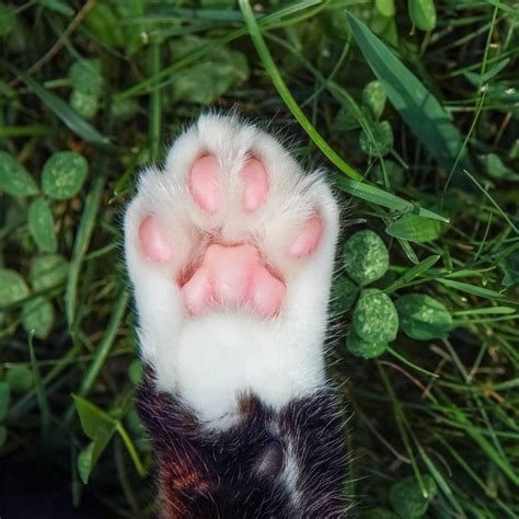 Declawing Cats: Examining the Pros, Cons and Alternatives