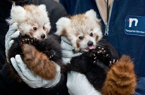 Zoo keepers hold baby Pandas at the zoo in Nuremberg, southern Germany ...