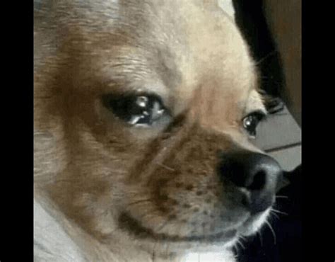 dog crying Meme Generator
