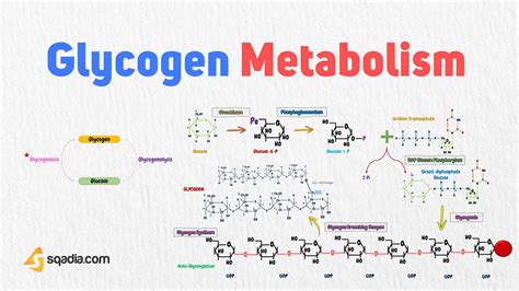 Glycogen Metabolism - Overview