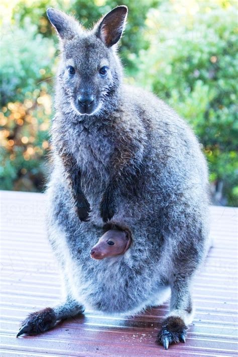 Image of Wallaby with joey in pouch - Austockphoto