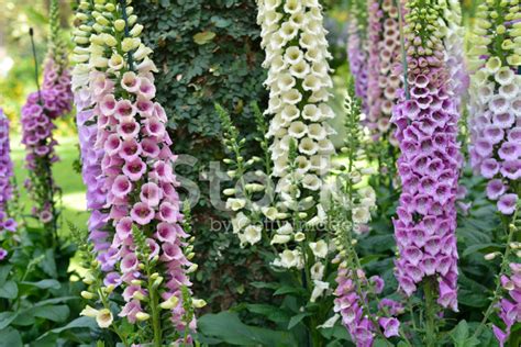 Foxglove In Garden Stock Photo | Royalty-Free | FreeImages