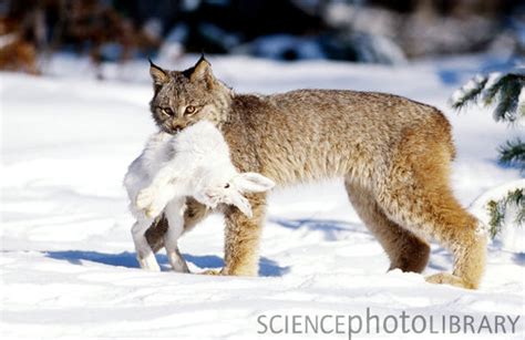 Niche - ENDANGERED: The Canadian Lynx