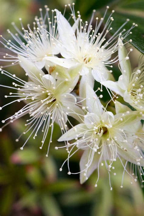 Native Plant of the Week : Lemon Myrtle - The Botanical Planet