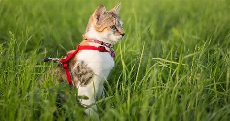 The 5 Best Cat Harnesses Available | See Our #1 Pick For 2023