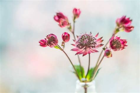 Astrantia Flower Colors