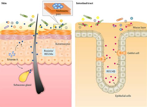 Frontiers | Resistin, a Novel Host Defense Peptide of Innate Immunity