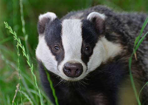 British Badger (Meles meles) full face | British Wildlife | One more shot Rog | Flickr