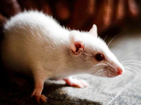 Scientists cure blindness in mice with 'simple' genetic procedure that could work on humans ...