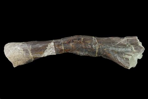 5.6" Permian Amphibian (Eryops) Fossil Fibula Bone - Texas (#153733) For Sale - FossilEra.com