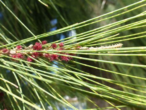 Casuarina equisetifolia Profile – California Invasive Plant Council