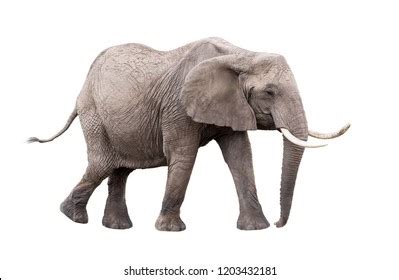 Photo Adult African Elephant Facing Side Stock Photo 1203432181 | Shutterstock