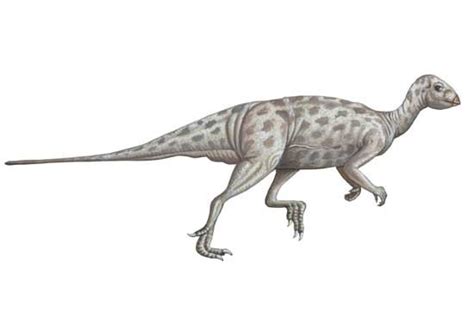 Qantassaurus Pictures & Facts - The Dinosaur Database