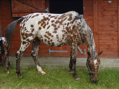 Chestnut Leopard Appy, equus, chestnut, leopard appaloosa, horse, HD ...