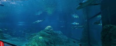 Philadelphia Aquarium | Travel Wiki | Fandom